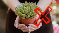 Ni lengua de suegra ni suculenta: la planta que atrae dinero, según el Feng Shui