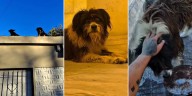 Una ONG rescató a los perros que estaban en la casa donde se cometió el triple femicidio narco de Florencio Varela