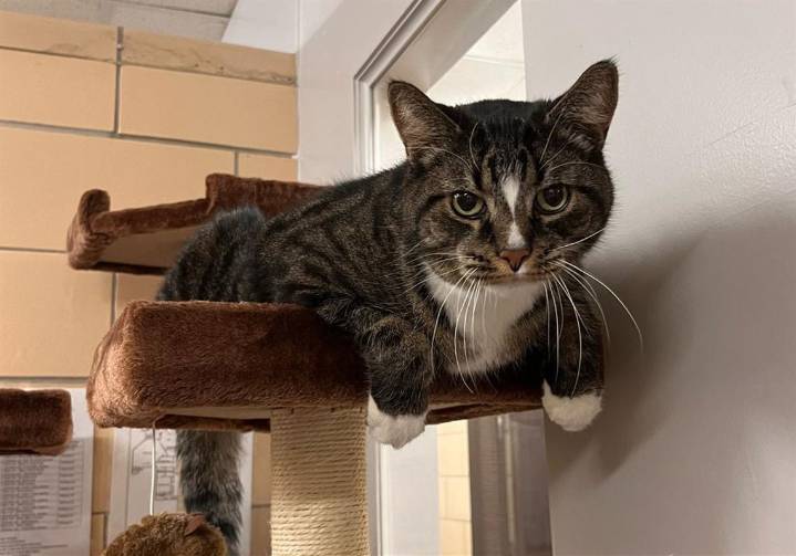 Senior dogs, cat and rabbit in Pittsburgh are looking for friends to keep them young