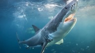 Los tiburones más inusuales se enfrentan al mayor riesgo de extinción