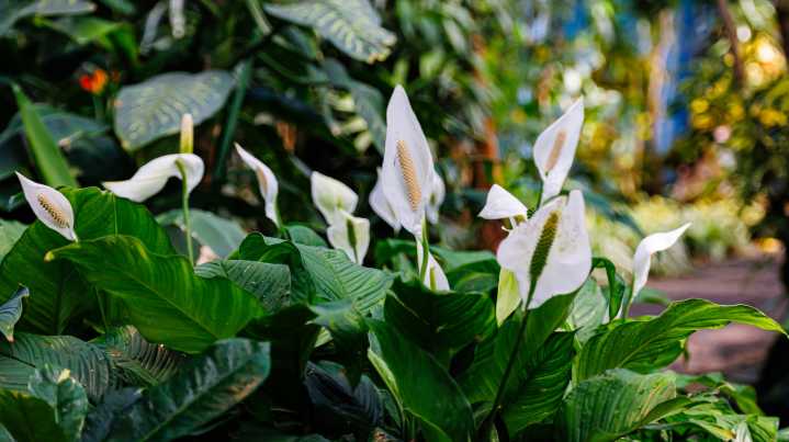 Don't Panic If Your Peace Lily Grows Brown Flowers: What It Really Means