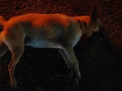 Reportan envenenamiento masivo de perros en la Central de Abastos en Mérida