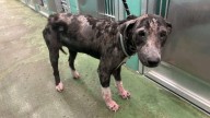 Hairless Pup Dumped In Texas Park Was Nearly Euthanized For Being “Unadoptable”