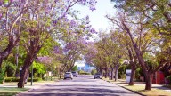 South Perth releases new urban greening strategy following ‘extensive’ community feedback