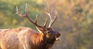 A quick and dirty guide to elk hunting this year