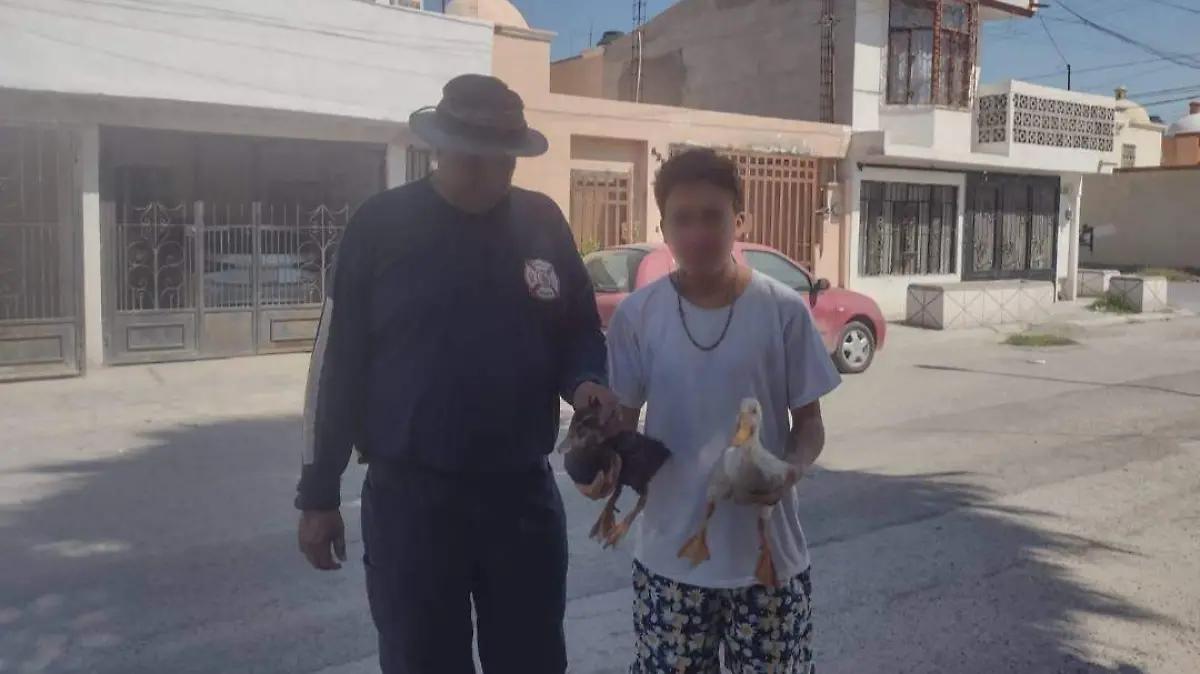 Atienden reportes de avispas y patos en Torreón