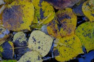 Longmont offers free curbside leaf collection for residents this fall