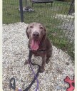 Five-year-old silver Lab waits for family in Jackson shelter