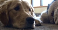 Therapy dogs offer solace after deadly Michigan church attack
