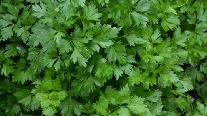 Italian parsley recalled over salmonella concerns
