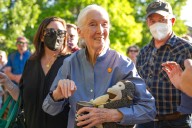 Renowned chimp expert Jane Goodall dead at 91