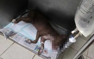 Le aplican eutanasia a pitbull víctima de maltrato en la Chaveña