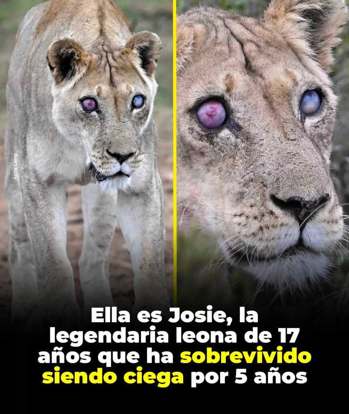 Josie, una leona de 17 años