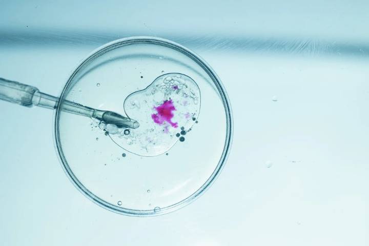 Catholic bishops criticize Trump’s IVF expansion: Every life is ‘sacred and loved by God’