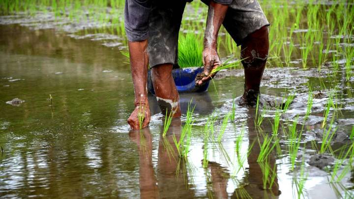 Kharif Sowing Crosses 1121 Lakh Hectares, Rice and Maize Rise While Oilseeds Decline