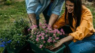 28 Gorgeous Flowers You Can Plant In Fall To Kickstart A Stunning Spring Garden