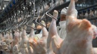 Por sobreoferta, cae el precio del pollo