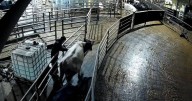 Cathedral City suspends milk use after 'disturbing' footage from Cornish farms