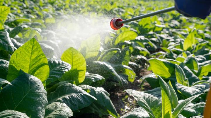 Adiós al vinagre blanco: el producto natural que te ayudará a desherbar el jardín sin esfuerzo