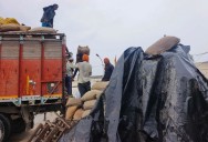 Farmers shield paddy sacks from downpour