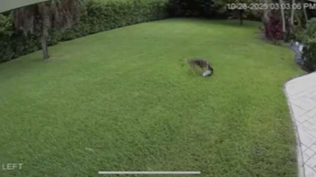 Video captures dog escaping coyote attack in Florida backyard