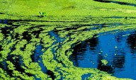 KDHE: Algae clears in some Kansas lakes, but trouble spots remain