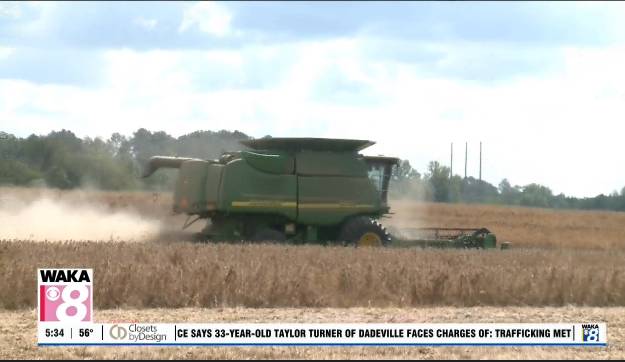"We're just praying for rain": Alabama farmers feeling impacts of ongoing drought