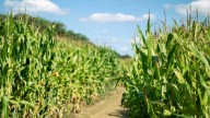 SC farm joins dozens of farms across North America with Lainey Wilson