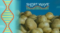 Solving a potato origin mystery with an unlikely hybrid union : Short Wave : NPR