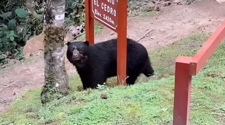 Oso de anteojos sorprende con su ternura a guardaparques en Oxapampa (VIDEO)