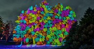 Illumination brings holiday magic back to The Morton Arboretum