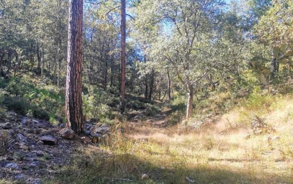 Hallan osamenta en Madera