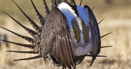 Saving Montana sage grouse habitat running into funding slump