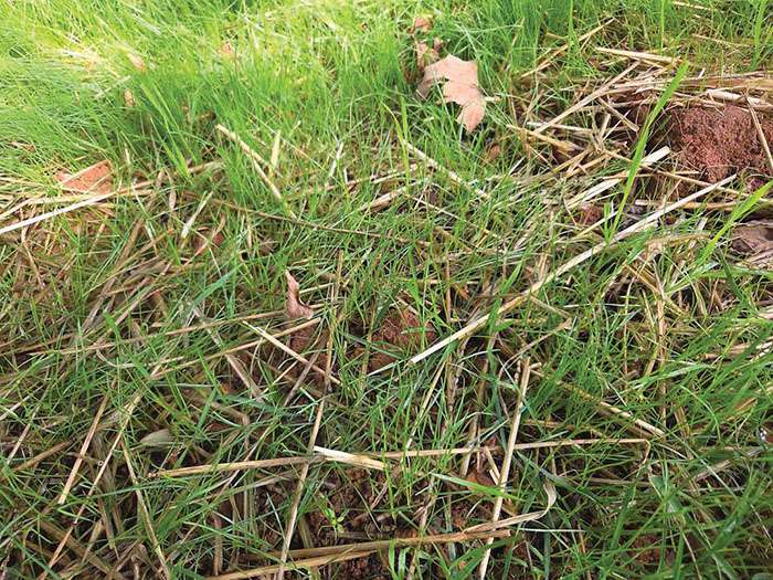 Darrell Blackwelder: Caring for newly seeded lawn areas