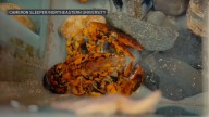 Rare lobster caught off the coast of Gloucester is 1 in 30 million