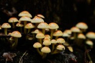 Mushroom hunting in Germany sees a revival thanks to veganism and medicinal fungi, in photos