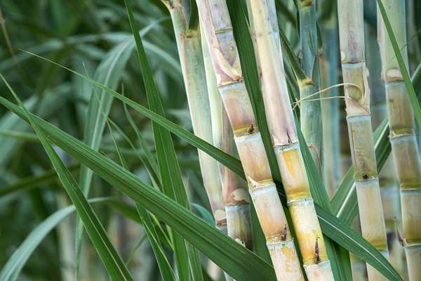 Haryana Hikes Sugarcane Rates by ₹15 Per Quintal, CM Saini Reaffirms Support for Farmers
