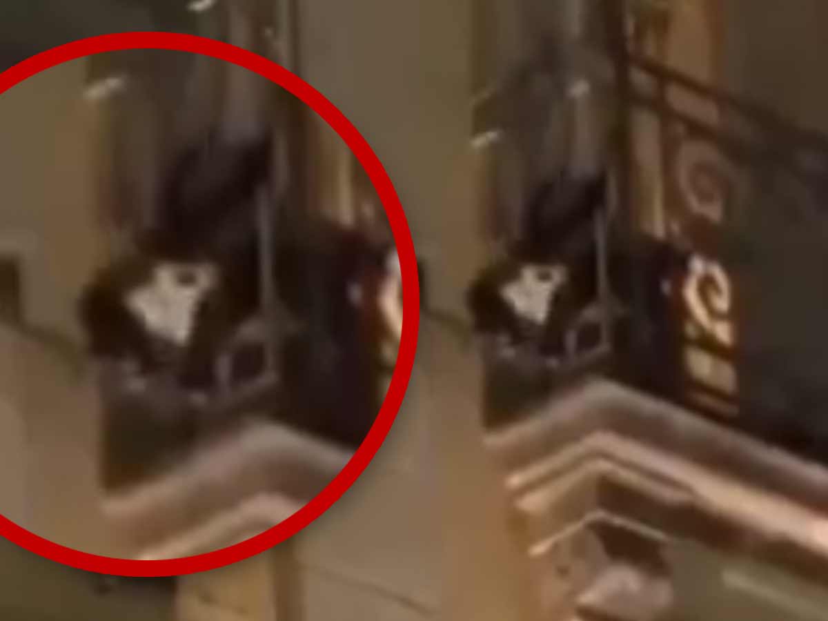 Mono araña sorprende al trepar edificio en Puebla