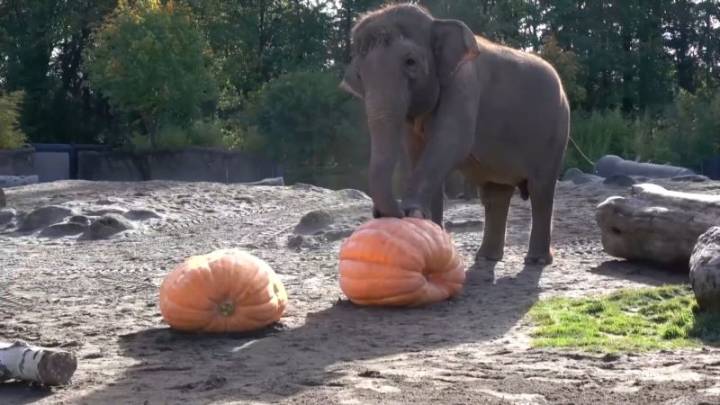 Elefantes en Oregon celebran Halloween aplastando calabazas gigantes