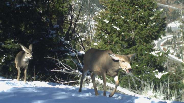 SNAPPED: Fatigued mule deer on their 75-mile migration journey