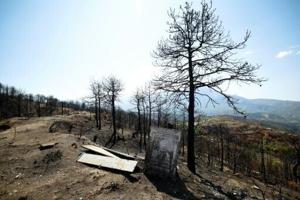 Questions loom over Albania’s forests after devastating fires