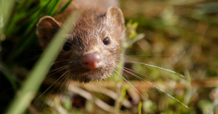 2,000 mink released from Iowa farm in what trade group calls 'terrorist act'