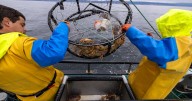 Why holiday crab tradition in California faces a disrupted season