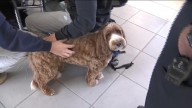 Tewksbury police’s newest recruits are making a ‘paws