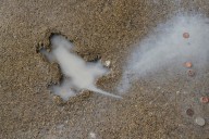 Ah, rats! Researchers say some other critter likely created Chicago’s ‘rat hole’ sidewalk landmark