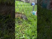 Pair rescues lizard stuck in fence