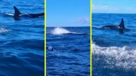 "Empezaron a acorralarnos": Pescador relata los minutos de terror vividos por "ataque" de orcas en Bahía Mansa