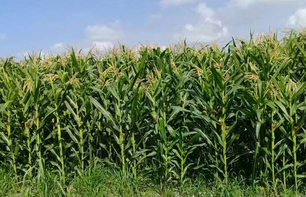 Sembrarán 400 hectáreas de maíz en tierras urbanas del Zulia