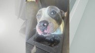 Dog left in closed Altamont facility reunited with owner