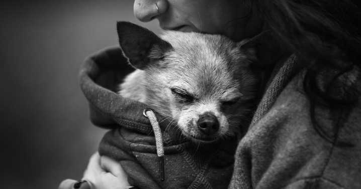 23 Touching Photos That Capture The Final Moments Between Pets And Their Humans